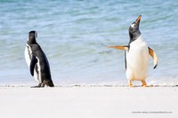 Pemenang Comedy Wildlife Photography 2022