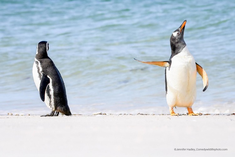 Pemenang Comedy Wildlife Photography 2022