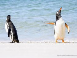 Jawara Kontes Foto Komedi Para Hewan Bikin Ngakak