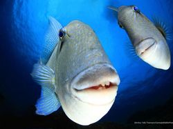 Jawara Kontes Foto Komedi Para Hewan Bikin Ngakak