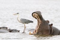 Pemenang Comedy Wildlife Photography 2022