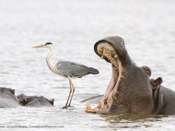 Jawara Kontes Foto Komedi Para Hewan Bikin Ngakak