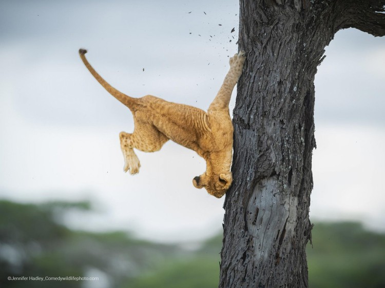Pemenang Comedy Wildlife Photography 2022 Pemenang Comedy Wildlife Photography 2022