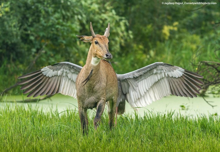 Pemenang Comedy Wildlife Photography 2022