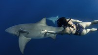 Tak hanya ular dan buaya, berenang dengan hiu di lautan juga biasa dia lakukan. Dia juga jago freediving lho! (Instagram/@rosiekmoore)