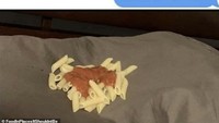 Ada juga netizen yang aneh ketika menyajikan pasta. Bukan di atas piring, pasta dengan saus tomat itu malah disajikan di atas bantal. Foto: site news
