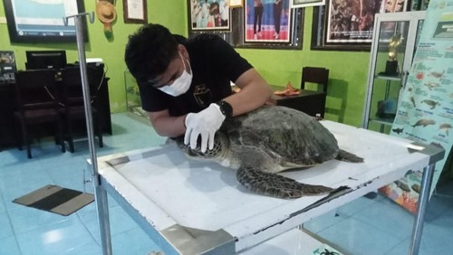 Penyu hijau saat dalam proses pemeriksaan dokter hewan di Konservasi Penyu Kurma Asih Desa Perancak, Kecamatan Jembrana, Kabupaten Jembrana, Bali.