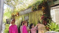 Ibu Negara Iriana Widodo melakukan prosesi tuwuhan, yakni membuka kerudung penutup pisang, menjelang acara siraman Kaesang Pangarep. Foto: Tara Wahyu NV/detikJateng