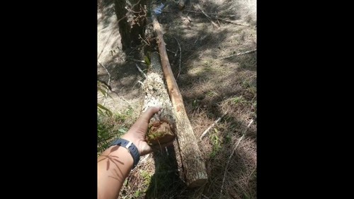 Salah seorang pendaki menemukan beberapa cemara di Gunung Batur, Bangli, Bali, rusak akibat ditebang liar.