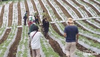 Petugas Pos Pemantau Gunung Kerinci juga melihatkan kondisi warga melakukan aktivitas berkebun, lokasi itu di area pintu rimba Kayu Aro Kerinci yang tak jauh dari lokasi Gunung Kerinci Jambi (Foto: Istimewa)