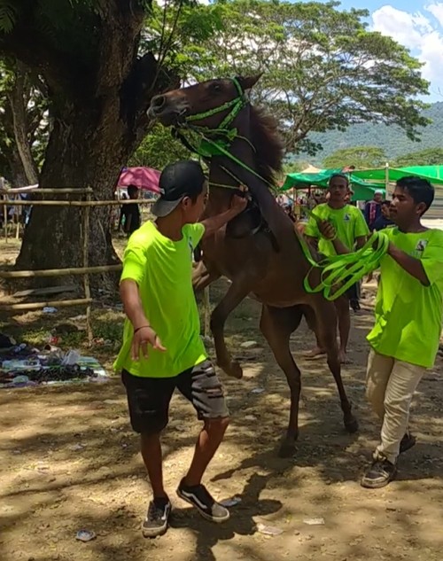 Potret event pacuan kuda, ada pemilik kuda yang tengah mempersiapkan kudanya hingga kuda-kuda berpacu di atas lintasan. Foto: Faruk Nickyrawi