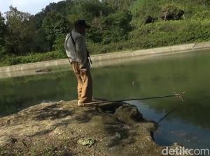 Situ Cioe dan Belut Raksasa Pemangsa Ternak Warga Pangandaran