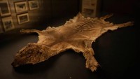 Kerangka bangkai harimau Tasmania terakhir yang diketahui diduga hilang selama 85 tahun,  ditemukan di sebuah lemari museum di Australia. Hewan yang dalam bahasa Inggris disebut thylacine itu mati di penangkaran di Kebun Binatang Hobart pada tahun 1936 dan bangkainya diberikan ke museum setempat. BBC World
