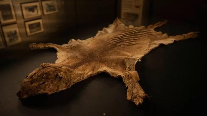 Spesimen harimau Tasmania terakhir yang hilang selama 85 tahun ditemukan di lemari museum