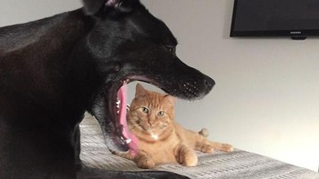 Jangan dimakan kucingnya ya Anjing..