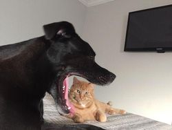 10 Momen Foto yang Bikin Orang Bertanya Kok Bisa?