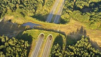 Di Belgia terdapat jembatan besar yang dibangun di atas jalan raya. Jembatan itu dibangun bagi hewan liar yang berada di kawasan hutan di sekitarnya.