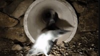 Di New Zealand ada jembatan terowongan bawah tanah yang digunakan untuk penyeberangan pinguin.