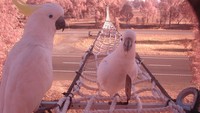 Berbeda dari negara lainnya, di Victoria, Amerika Serikat, memiliki jembatan tambang untuk penyeberangan burung Kakak Tua. 