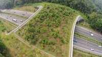 Sementara di negara tetangga, Singapura, terdapat jembatan Ecoduct yang ditumbuhi oleh pohon-pohon di atasnya.