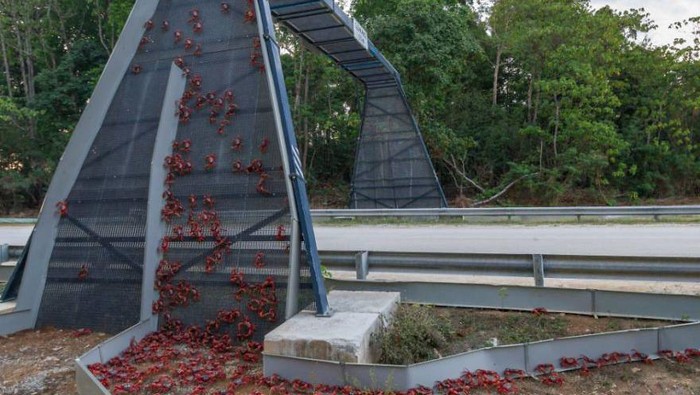 Ada Lho Jembatan Penyeberangan Khusus Hewan, Begini Potretnya Ini adalah jembatan di Pulau Natal yang merupakan kawasan di luar pemerintahan Australia. Jembatan ini sebagai penyeberangan kepiting liar.