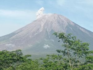 Hari Ini Semeru Erupsi dengan Tinggi Semburan Abu 500 Meter