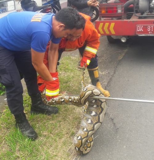 Petugas Damkartan saat berhasil menangkap ular piton sepanjang 4 meter yang memangsa hewan ternak (istimewa)