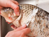 Cara Membersihkan Sisik Ikan dengan Cepat, Mudah, dan Tanpa Sisa