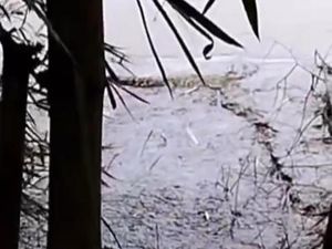 Buaya di Bengawan Solo Bojonegoro Akan Ditangkap Jika Resahkan Warga
