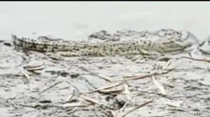 buaya bengawan solo