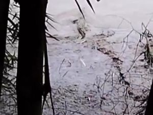 Buaya Terlihat di Bengawan Solo Bojonegoro, Warga Jadi Takut Mancing