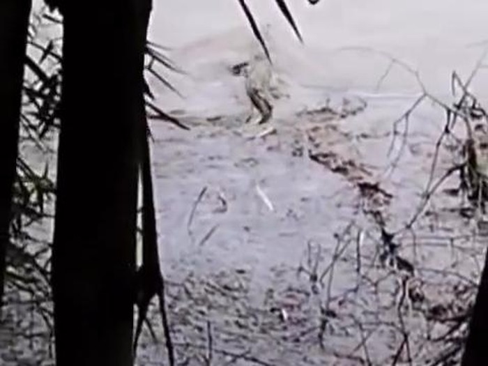 buaya bengawan solo
