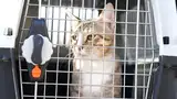 Kucing Liar yang Memikat Hati Pemain Timnas Inggris di Piala Dunia 2022