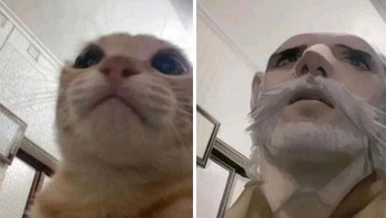Kucing jadi pak tua. Foto: Boredpanda