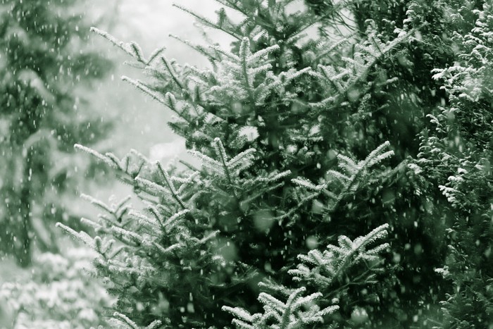 Jenis pohon Natal Norway spruce