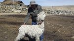 Kasihan, Banyak Alpaca di Pegunungan Peru Mati Gegara Kekeringan