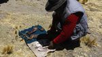 Kasihan, Banyak Alpaca di Pegunungan Peru Mati Gegara Kekeringan