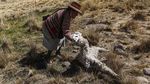 Kasihan, Banyak Alpaca di Pegunungan Peru Mati Gegara Kekeringan