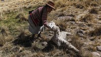 Yang paling terpukul adalah warga pribumi di desa di Arequipa dan Puno, daerah pegunungan dengan ketinggian 4.200 meter di atas permukaan laut, yang mendapat hasil panen buruk dan kematian ternak Alpaka mereka.