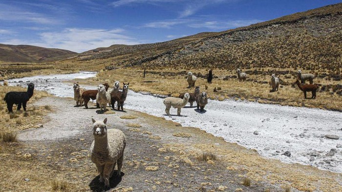 Kasihan, Banyak Alpaca di Pegunungan Peru Mati Gegara Kekeringan 1 Kekeringan di Pegunungan Andes, Peru, membuat sengsara kawanan alpaka, semacam mamalia penghasil wol dari keluarga unta berbentuk seperti domba.