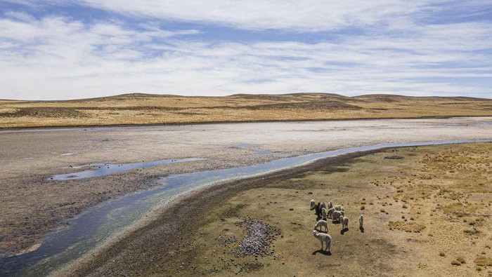 1 Kekeringan di Pegunungan Andes, Peru, membuat sengsara kawanan alpaka, semacam mamalia penghasil wol dari keluarga unta berbentuk seperti domba.
