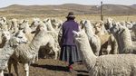 Fakta Alpaca, Hewan Gemas yang Meludah untuk Tunjukan Rasa Suka