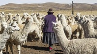 Wajahnya yang menggemaskan ini membuat banyak orang ingin memeliharanya. Ternyata alpaca legal dipelilhara karena dia bukan hewan dalam status konservasi. (Juan Carlos Cisneros/AFP/Getty Images)