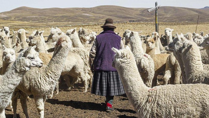 1 Kekeringan di Pegunungan Andes, Peru, membuat sengsara kawanan alpaka, semacam mamalia penghasil wol dari keluarga unta berbentuk seperti domba.