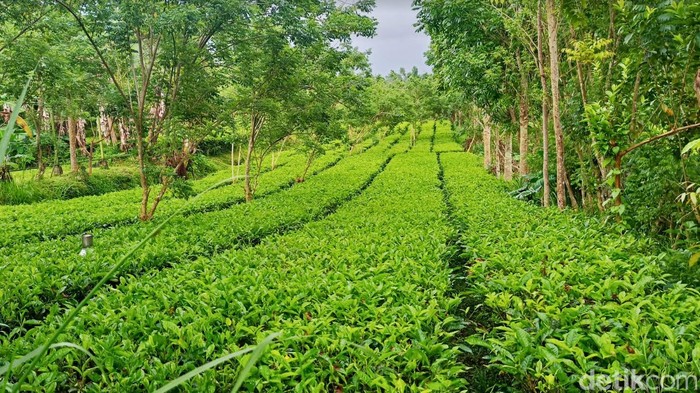 Suasana di Kebun Teh Amerta Bali di kaki Gunung Pucak Adeng, Desa Angseri, Kecamatan Baturiti.