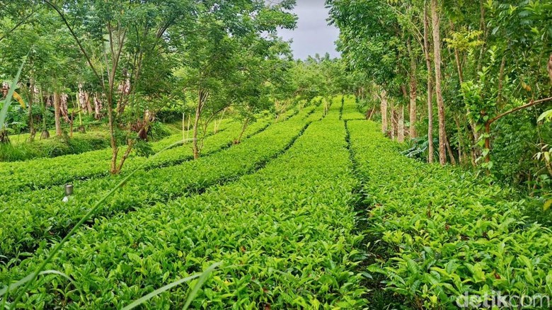 Kebun Teh di Bali Suasana di Kebun Teh Amerta Bali di kaki Gunung Pucak Adeng, Desa Angseri, Kecamatan Baturiti.