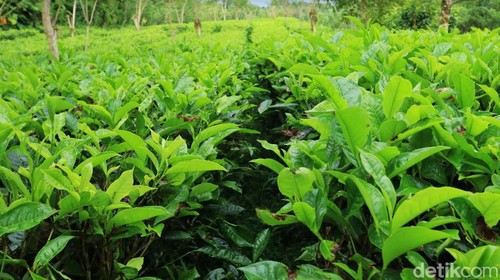 Suasana di Kebun Teh Amerta Bali di kaki Gunung Pucak Adeng, Desa Angseri, Kecamatan Baturiti.