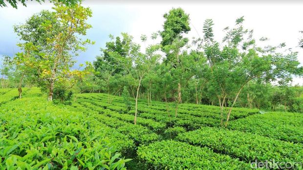 Suasana di Kebun Teh Amerta Bali di kaki Gunung Pucak Adeng, Desa Angseri, Kecamatan Baturiti.