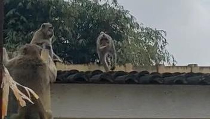 Kemunculan kawanan monyet liar gegerkan Warga Komplek Bumi Langgeng, Desa Cimekar, Kecamatan Cileunyi, Kabupaten Bandung.