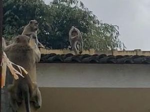 Kawanan Monyet Curi Gehu dan Bikin Resah Warga Bandung